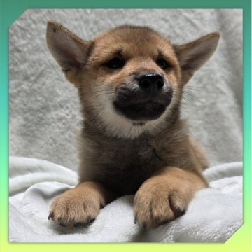 柴犬(標準サイズ)【岡山県・男の子・2025年8月24日・赤】の写真「●11月06日撮影●」