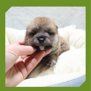 柴犬(標準サイズ)【岡山県・男の子・2024年12月5日・赤】の写真「●12月26日撮影●」