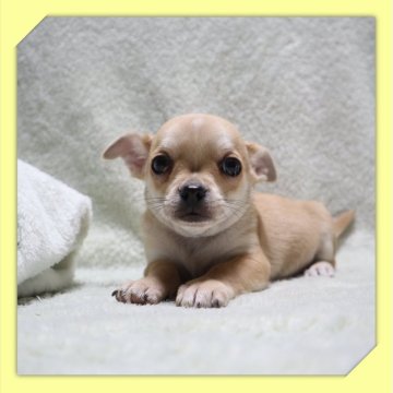 チワワ(スムース)【岡山県・男の子・2025年12月23日・レッド&ホワイト】の写真「●02月19日撮影●」