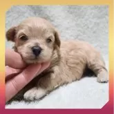 ●まるぷー●(マルチーズ×トイプードル)【岡山県・女の子・2025年11月20日・クリーム】の写真1