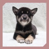 柴犬(標準サイズ)