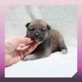 柴犬(標準サイズ)