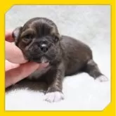 チワワ(ロング)