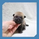 柴犬(標準サイズ)