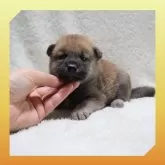 柴犬(標準サイズ)