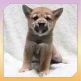 柴犬(標準サイズ)