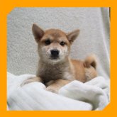 柴犬(標準サイズ)