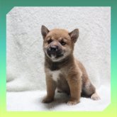 柴犬(標準サイズ)