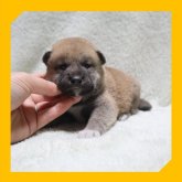柴犬(標準サイズ)