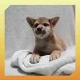 柴犬(標準サイズ)