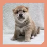 柴犬(標準サイズ)