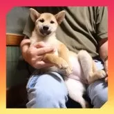 柴犬(標準サイズ)