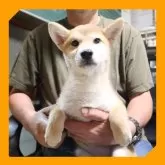 柴犬(標準サイズ)