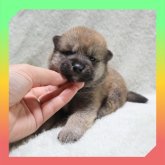 柴犬(標準サイズ)