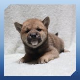 柴犬(標準サイズ)