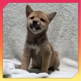 柴犬(標準サイズ)