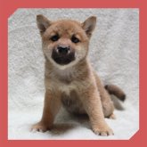 柴犬(標準サイズ)