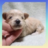 ●まるぷー●(マルチーズ×トイプードル)