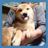 柴犬(標準サイズ)