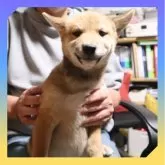 柴犬(標準サイズ)