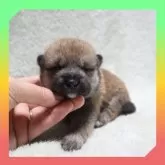 柴犬(標準サイズ)【岡山県・男の子・2025年9月17日・赤】の写真1