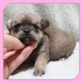 チワワ(スムース)