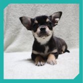 チワワ(スムース)