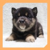 柴犬(標準サイズ)