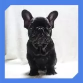 フレンチブルドッグ