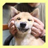 柴犬(標準サイズ)