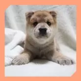 柴犬(標準サイズ)