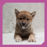 柴犬(標準サイズ)