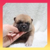 柴犬(標準サイズ)
