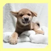 柴犬(標準サイズ)