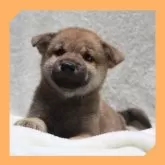柴犬(標準サイズ)