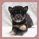 柴犬(標準サイズ)