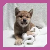 柴犬(標準サイズ)