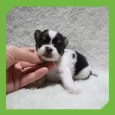 チワワ(ロング)