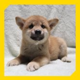 柴犬(標準サイズ)