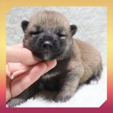 柴犬(標準サイズ)