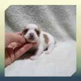 チワワ(ロング)