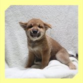 柴犬(標準サイズ)