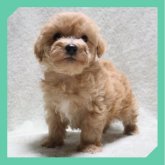 ●まるぷー●(マルチーズ×トイプードル)