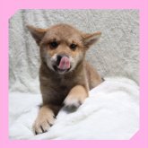 柴犬(標準サイズ)
