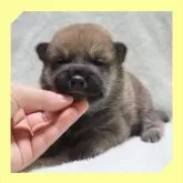 柴犬(標準サイズ)