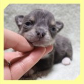 チワワ(ロング)