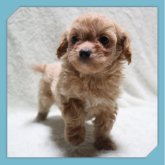 ●ちわぷー●(トイプードル×チワワ)