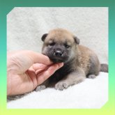 柴犬(標準サイズ)