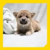 柴犬(標準サイズ)