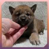 柴犬(標準サイズ)